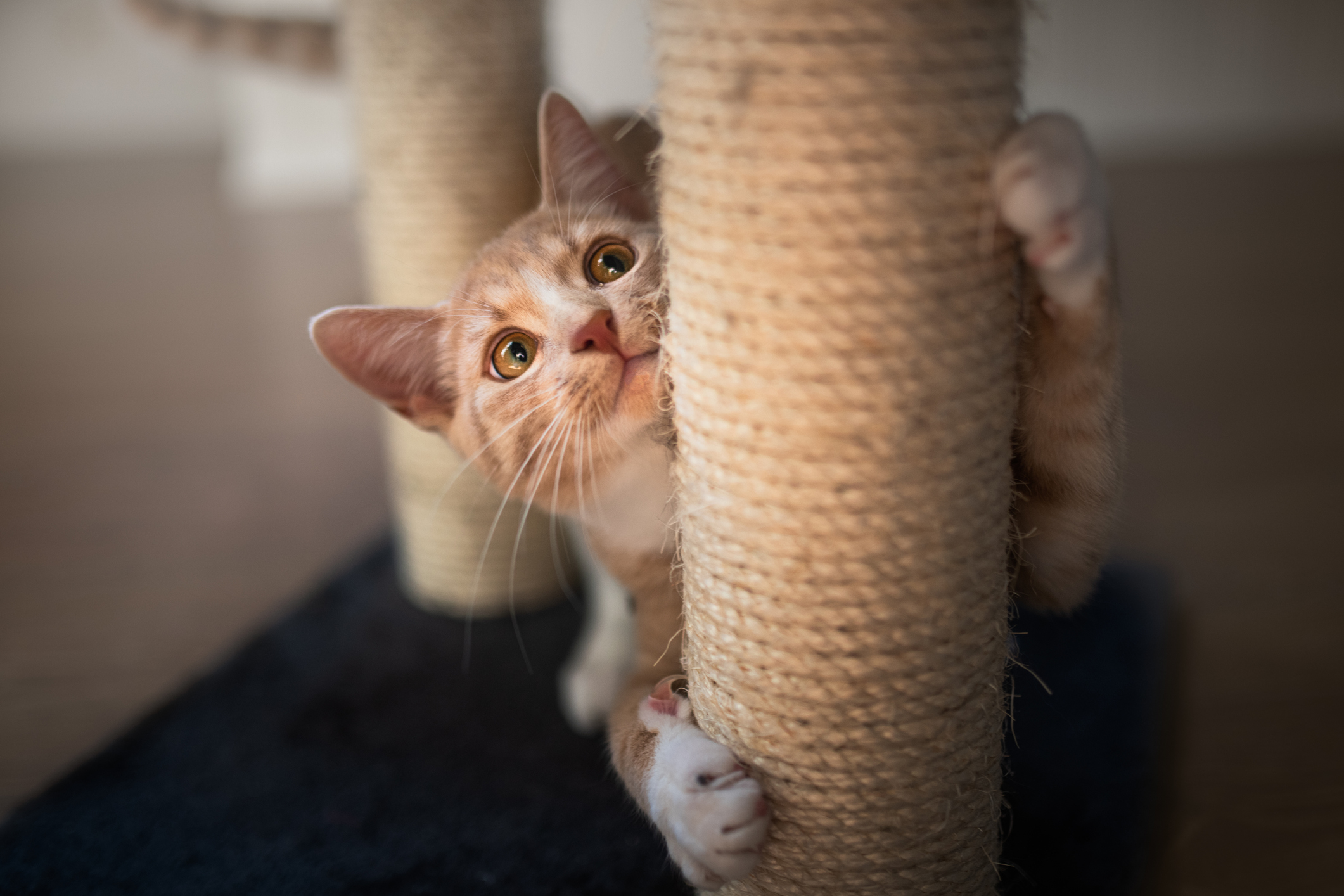 How to make cheap cat stop scratching door